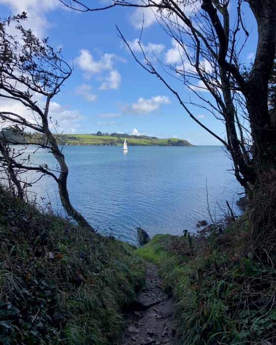 A view of clear blue water through the trees A sail boat on the Helford River